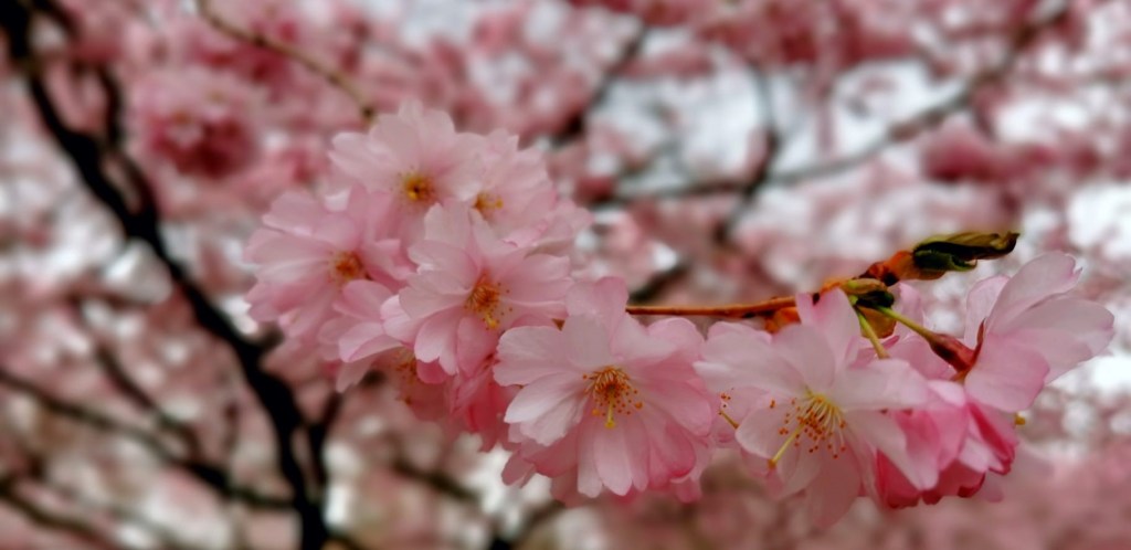 I Think Spring Is Finally Here 🌸